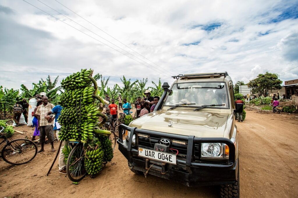 Green matoke bananas representing agriculture and livelihoods in Uganda